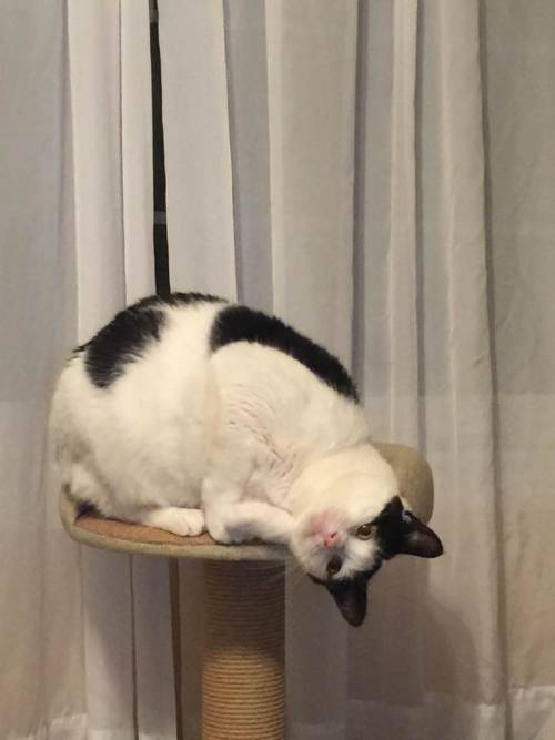 sayyestothejess:My mom’s cat is a weirdo.