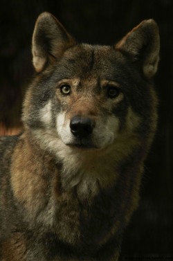 wolveswolves:European wolf (Canis lupus lupus) by wolveswolves