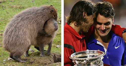 tastefullyoffensive:  See more at Capybaras That Look Like Rafael NadalPreviously: Celebrities Who Look Like Mattresses 