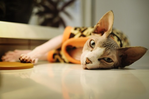 sphynx cat