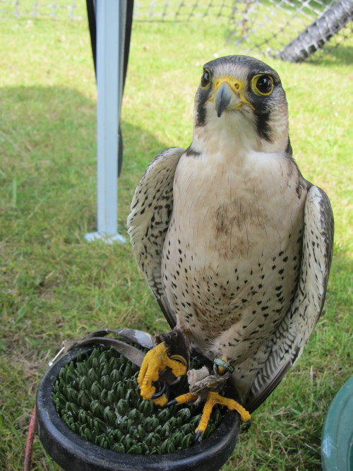 lovely new bird, pure saker falcon called Tim