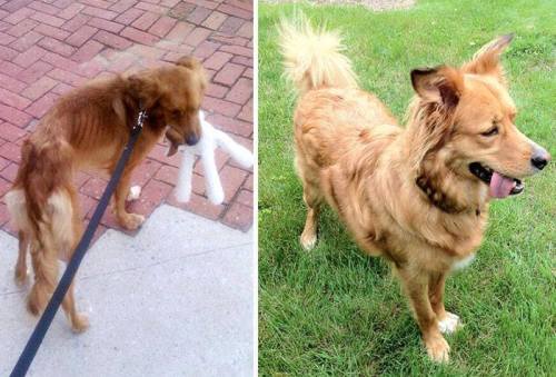  Rescued dogs - before and after! These people adult photos