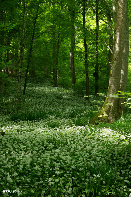 raegi-foto:wild garlic by raegi