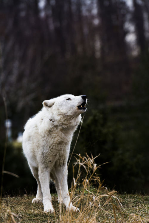 wolverxne:  Arctic Wolf by: { Christopher Kerrutt }