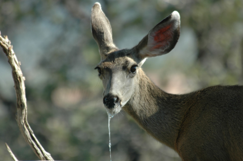 While Editing Toby, Ive Decided That He Is Literally A Deer With Chronic Wasting Disease And NOBODY Can