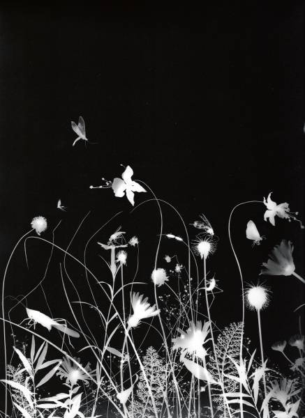 cafeinevitable:  Microscosmic Banquet by Alice Serafino (via gacougnol) 
