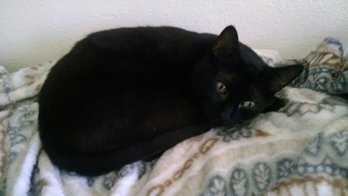 jatzt: It’s black cat day and I was totally unaware. I’ll post some pictures of Romeo (t