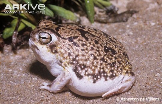 robert-the-redhead-lover: ultra-frog:  gitblog-monster:  tinysaurus-rex:  frogsuggest:  friend of the day!meet handsom roundboy desert rain frog! he lick! he yell! he round! he grump! he squish! he run! gone! goodbye!!!!  And I’ll love him forever 