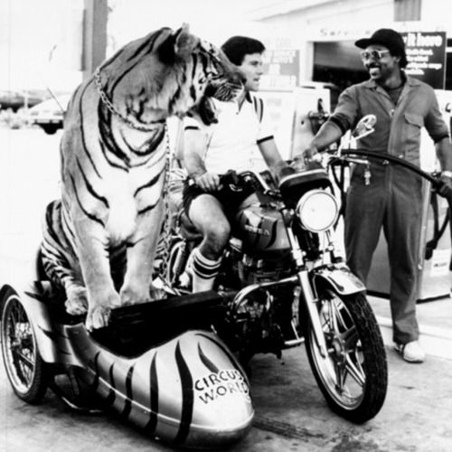 Tigre dans un side-car. Promotion d'un cirque, archives du Manchester Daily Express.