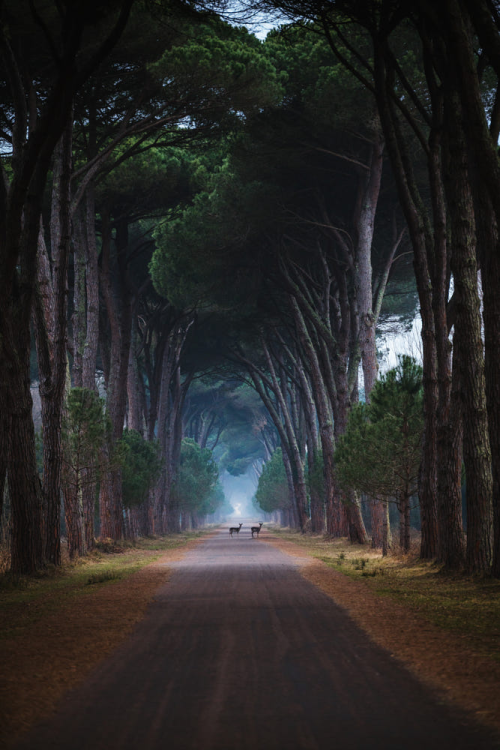  Mornings in Italy by Johannes Hulsch