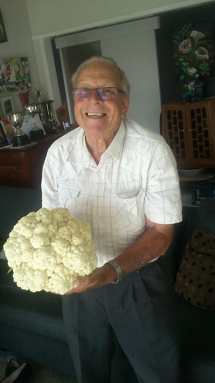 policygal:  meladoodle:  meladoodle:  meladoodle:  my granddad just called me to tell me how big his cauliflowers are growing and it was so cute theyre “TWICE as big as the ones you get in the shop”    i told my granddad this post has 3,500 notes