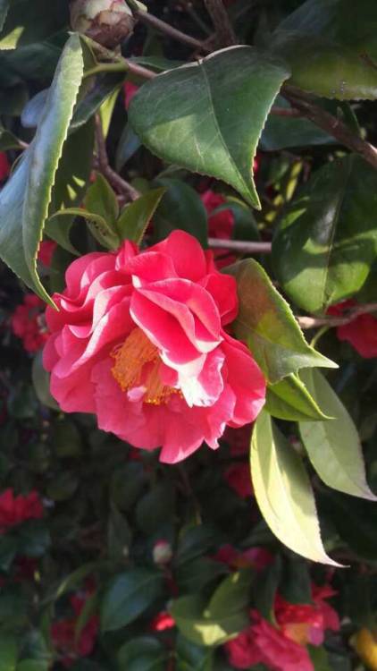 It’s time for Camellias to bloom in China!