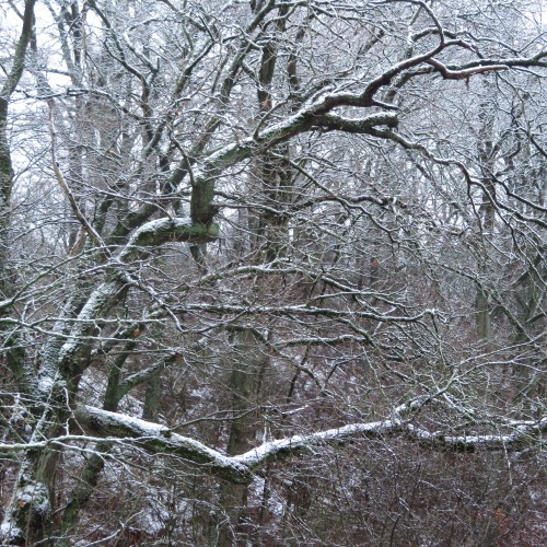 Winterbilder II | Winter photos II