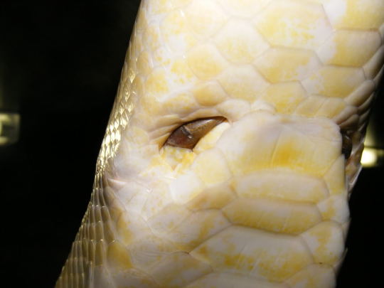 Tiny snake legs!?