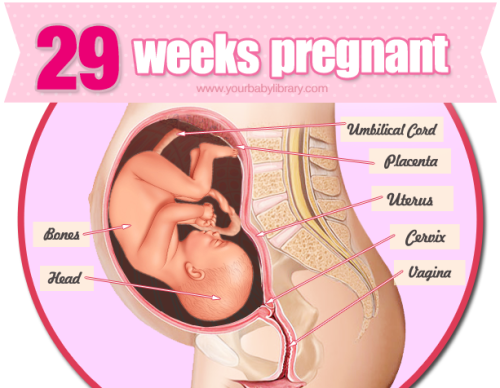 In your 29th week of being pregnant you’ve most likely noticed those stretch marks that are making t