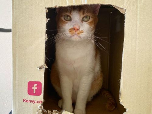 No, I’m not going out  I’m being trapped in  . . . #catinbox #box  #cat #gati #instapet 