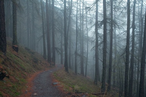weepingdildo: bundyspooks: Hoia Baciu Forest is thought to be the most haunted forest in the world. 