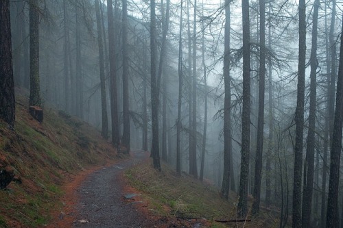 weepingdildo:  bundyspooks:  Hoia Baciu Forest is thought to be the most haunted forest in the world. Located in Romania, hundreds of people have gone missing, UFOs have been seen and phantom laughter is heard. At the center of the forest, there is a