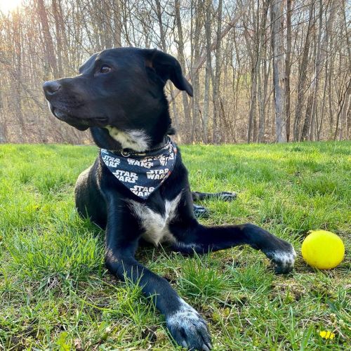 She loves being outside.  #dogsofinstagram #dogs #puppiesofinstagram #puppy #rescue #ilovemyrescue #