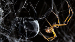 mothernaturenetwork:  Male spiders twerk like their lives depend on itThe abdomen-shaking the male black widows performed is an incredibly ‘complex’ way of signaling they’re not prey for the females. 