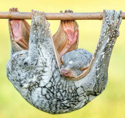 whatthefauna:This sleeping beauty is a colugo, found in Southeast Asia. Colugos have an extension of their skin called a patagium that they use for controlled gliding from higher to lower locations in the trees.Image credit: Hendy Mp