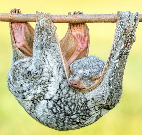 This sleeping beauty is a colugo, found in Southeast Asia. Colugos have an extension of their skin c