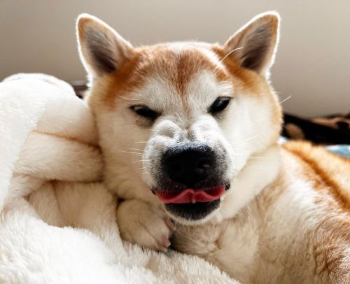 * Bad mood?Don’t wanna get out of the bed . . やんちゃ。 というより 不機嫌。 Have a great Sunday #shiba#shibainu