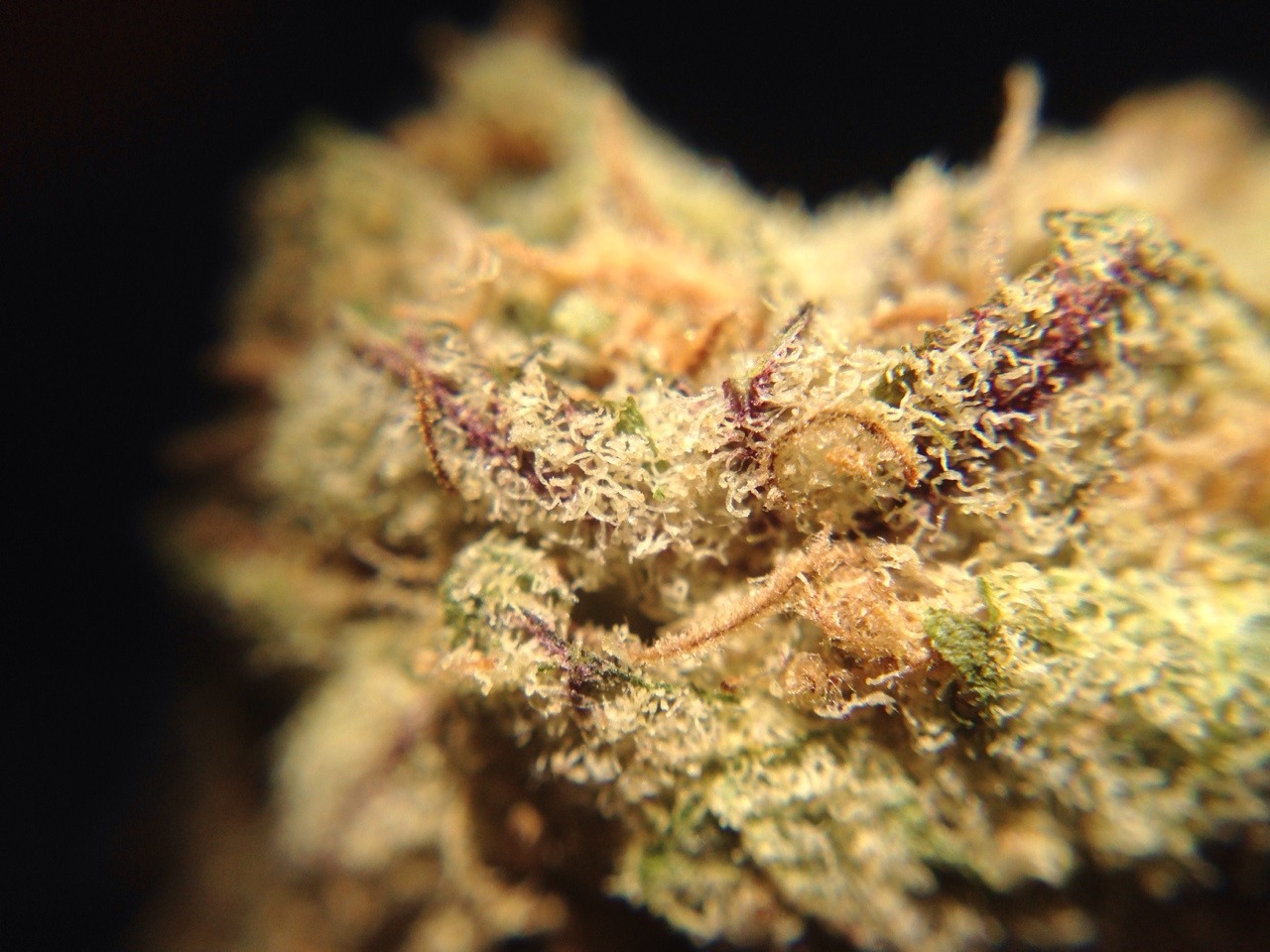 ohhighalex:  indo pineapple looking bomb🔥