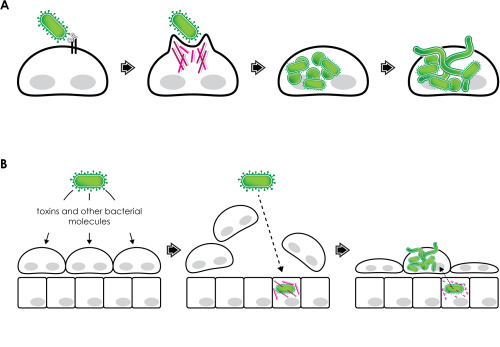 &rsquo;Minimalist E. coli model systems and invasion&rsquo; project by Travis Wiles via Behance