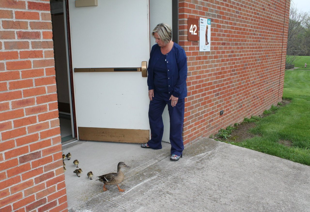 catsbeaversandducks:  Mother Duck Parades Her Ducklings Through Hospital In Cutest