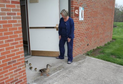 catsbeaversandducks: Mother Duck Parades Her Ducklings Through Hospital In Cutest Photos EVER “Every