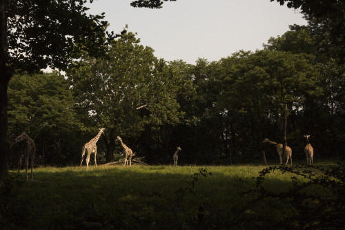 Bronx Zoo