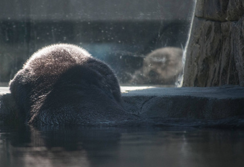 dailyotter:  Sea Otter Hoists Herself Out porn pictures