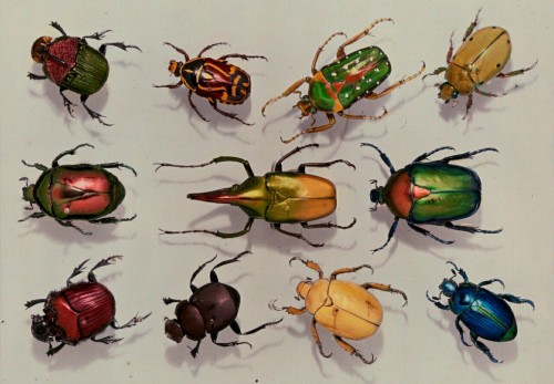 earth-earthlings: A group of scarabs from the Scarabaeid family, July 1929. Photographed by Edwin L.