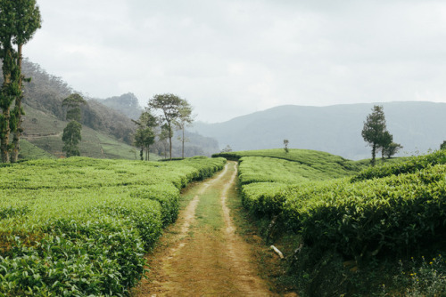 Travelling through the Hill Country, Sri Lanka