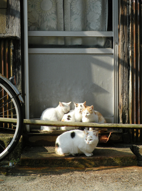 iwashilove:  2015大晦日