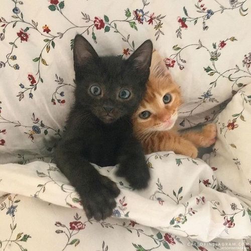 catsofinstagram:  From @orlandokittenmom: “100% verified adorable 🐾” #catsofinstagram [source: https://ift.tt/2tyBxqU ]