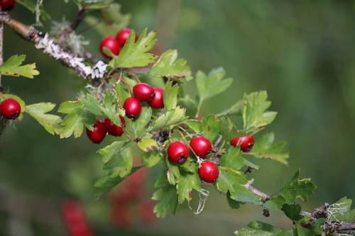 English hawthorn (Crataegus laevigata). One of my all time favorite permaculture shrubs/trees. The b