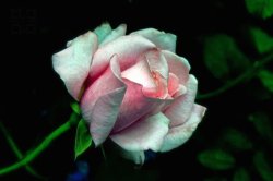 hellomarinlove:  Roses Pritty Pink I by Philluppus