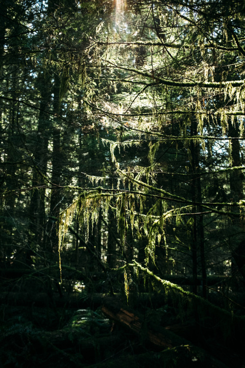 christophermfowler - Lynn Canyon | North Vancouver, BC | March...