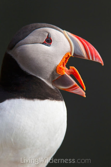 oceanportal:How does a puffin hold so many fish in its mouth at once? The bloggers over at TYWKIWDBI