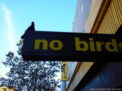 becausebirds:  bird does what bird wants.