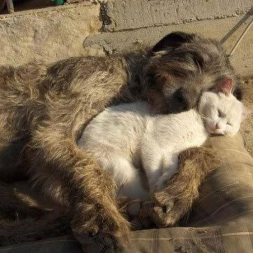 transinfiniteinduction:vastderp:rainbowbarnacle:peoplemask:anonemouse:thecutestofthecute:Irish Wolfhounds are also known as gentle giants.they’re also also known as Greater Fraggles  the one with the dog beds is KILLING ME  wanna pet the puppymust pet