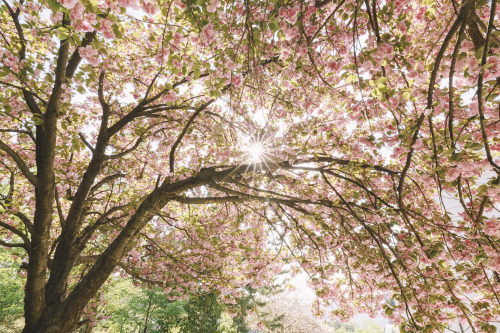 2022-04-16Spring, Double flowering cherry blossomsCanon EOS R3 + RF15-35mm f2.8L ISInstagram  |  hwa