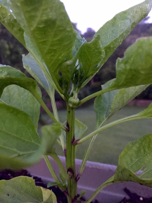 Pepper buds I forgot to post! They&rsquo;re actually almost ready for harvest by now.