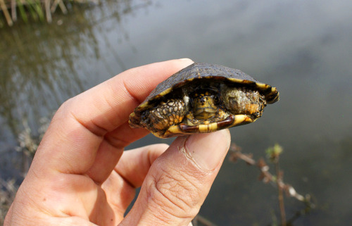 Pacific pond turtle a (Actinemys marmorata)Contra Costa county CA Feb. 2015 / T3i /