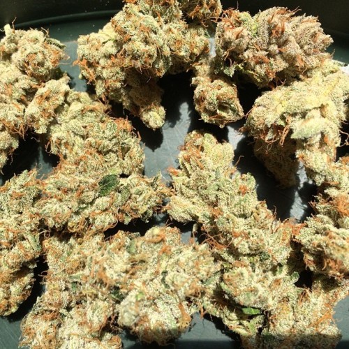 weedporndaily:  #619TahoeOG #TahoeOG #ourcut #gwfam #gworks #greenworkssd #trimming by greenworkssd http://ift.tt/1mpfbwa