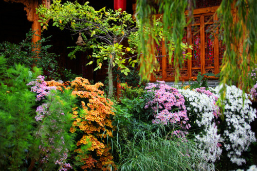 floralls: Autumn at Lijiang old town, China by Ngoc Hung 