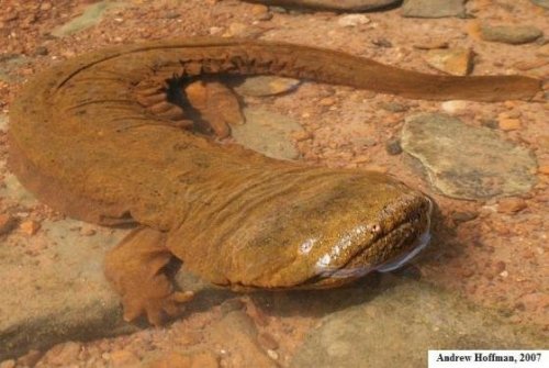 ainawgsd:The hellbender (Cryptobranchus alleganiensis) is a species of aquatic giant salamander ende