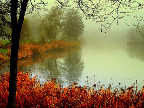 the foggy pond by mujepa on Flickr.